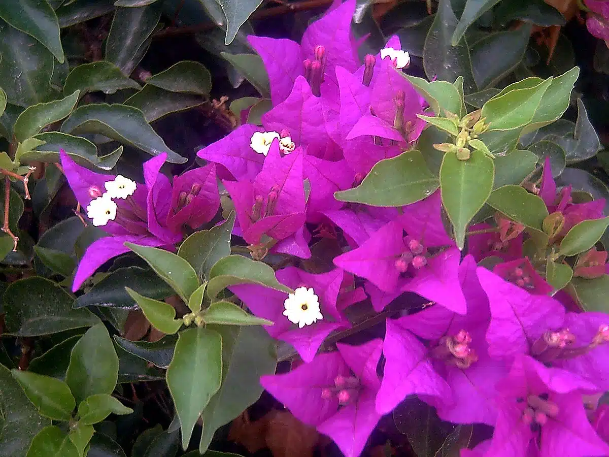 bougainvillier 