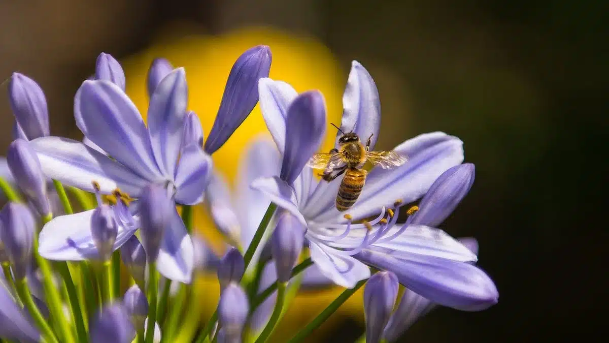 abeilles plantes