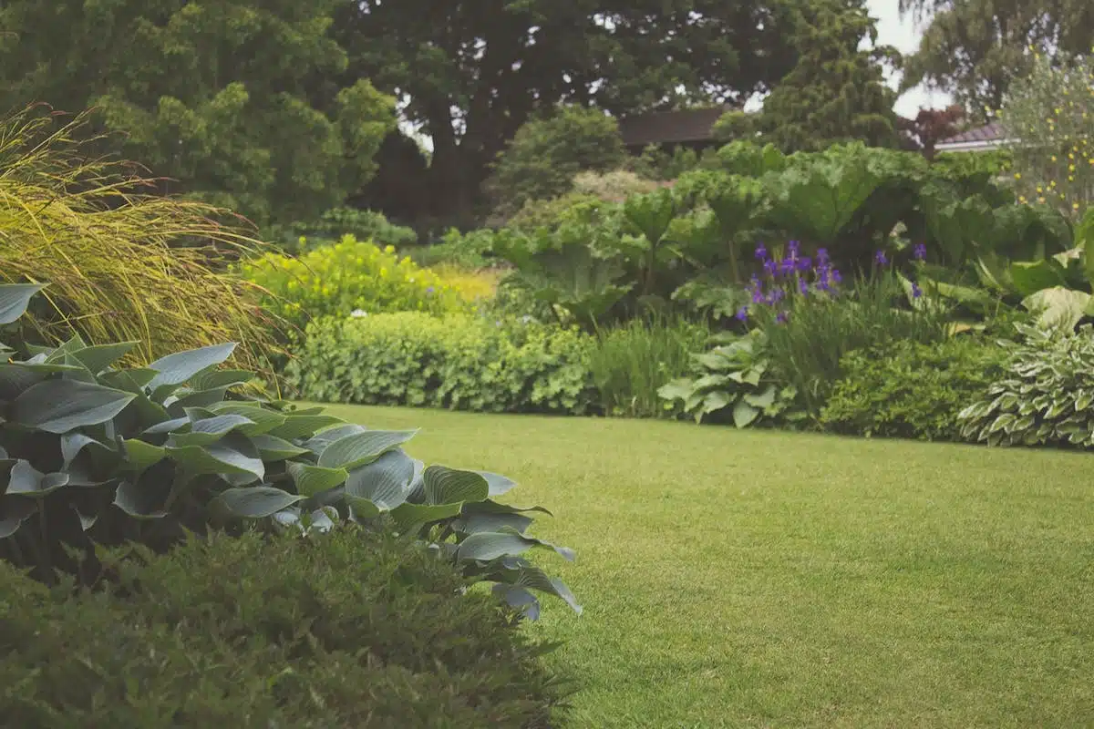 gazon jardin