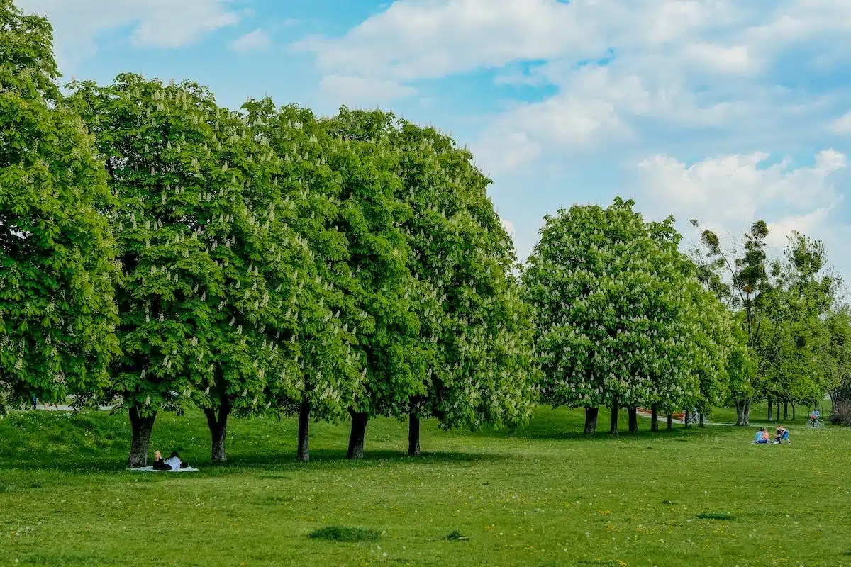 taille arbres