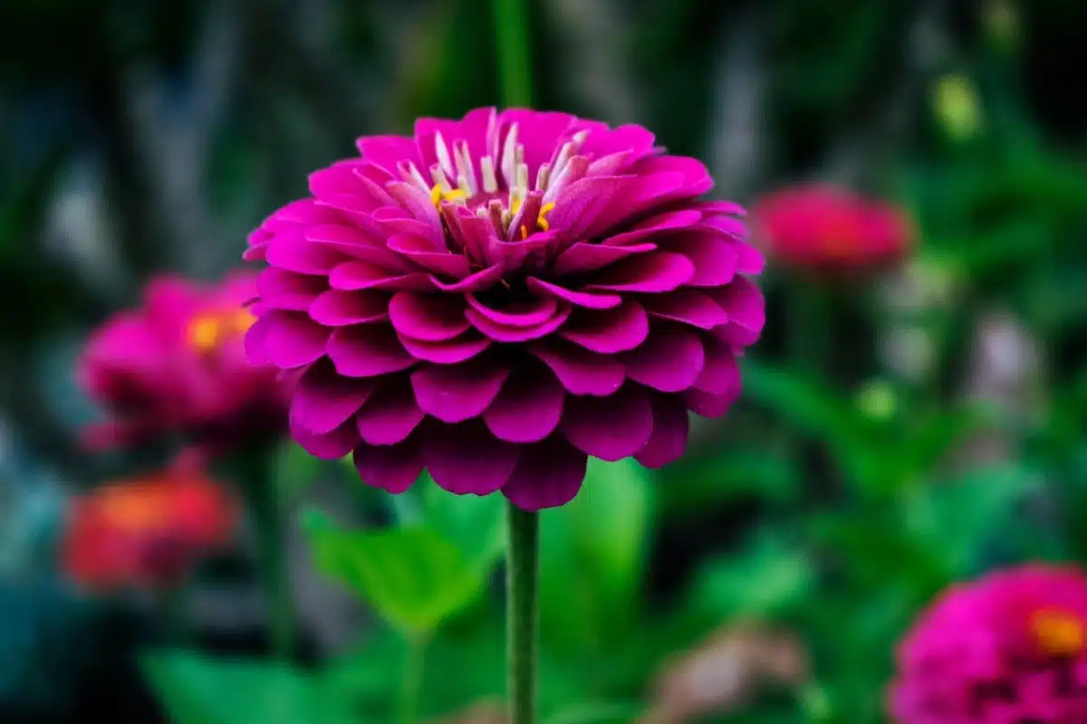jardinage fleurs