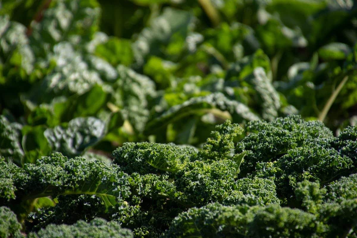 potager  cultures