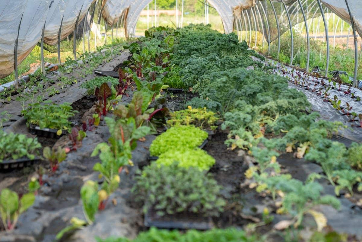 potager bio