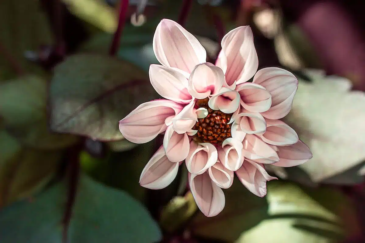 fleurs exotiques