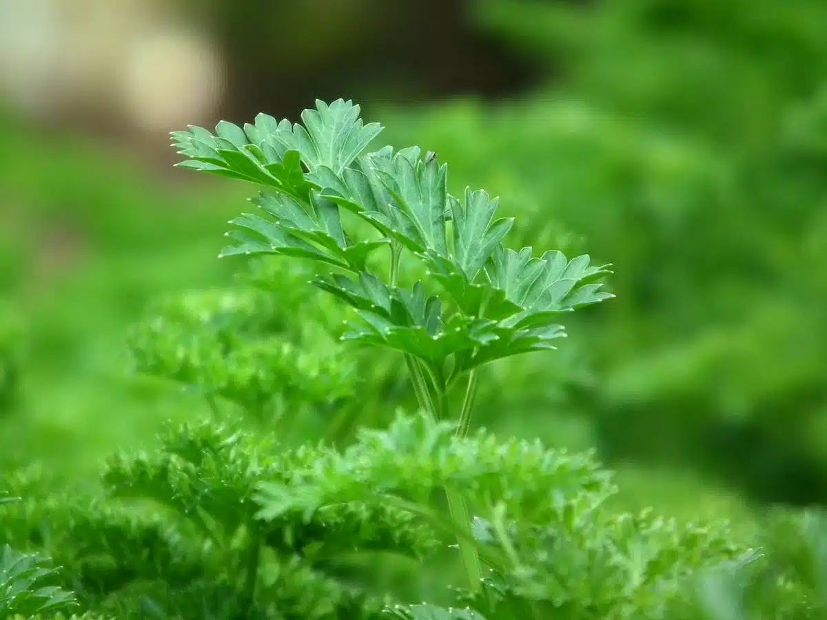 plantes répulsives