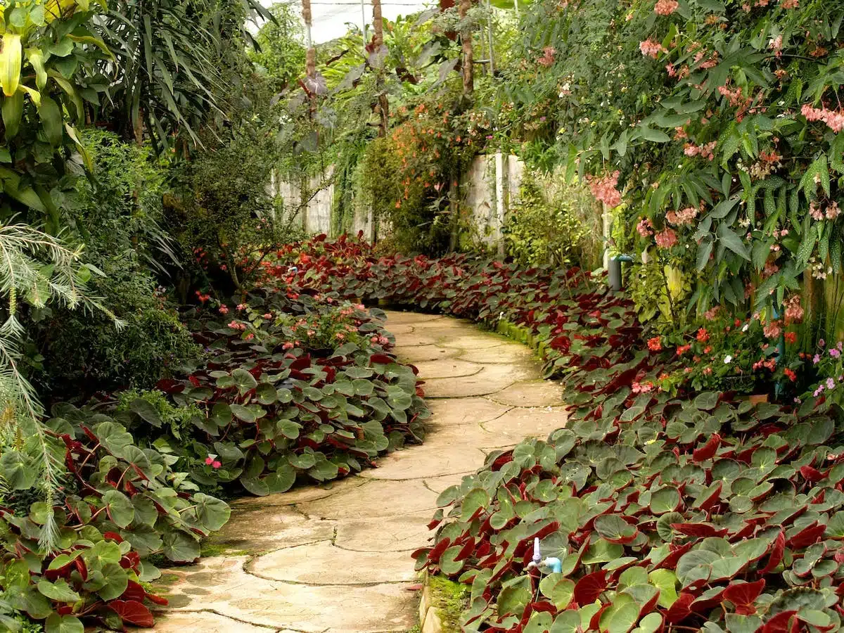 plantes jardin