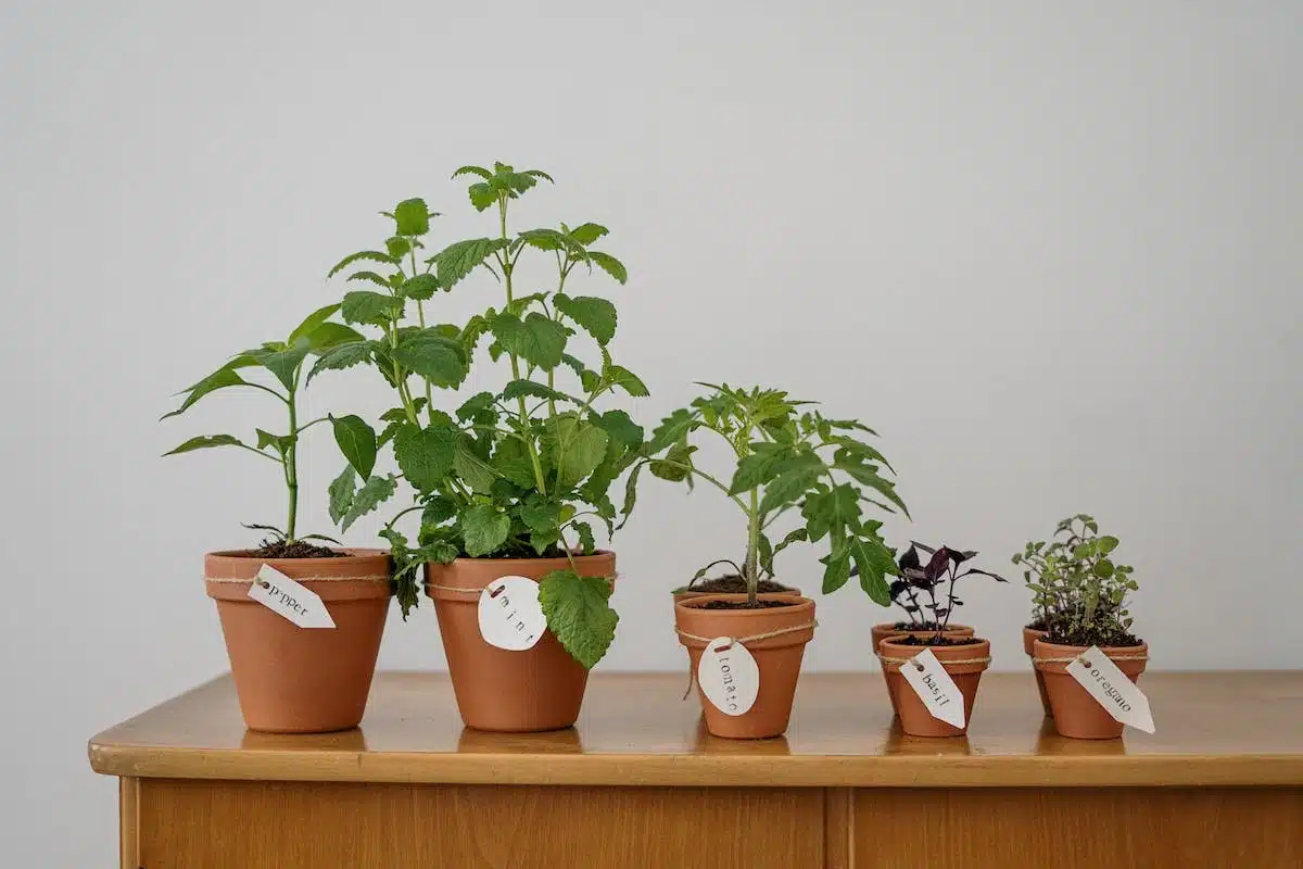 plantes malades