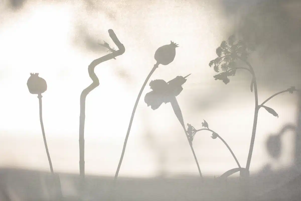 fleurs d ombre