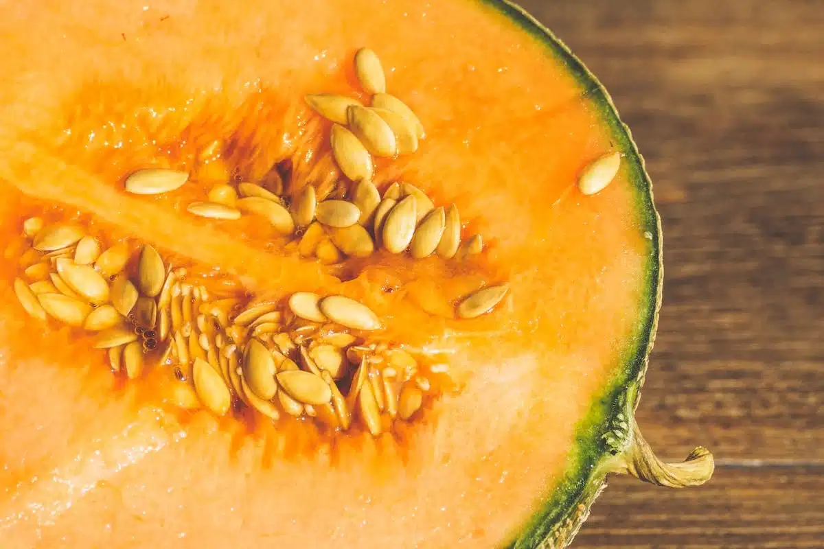 melon  pollinisation