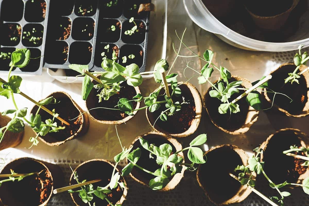 potager carré
