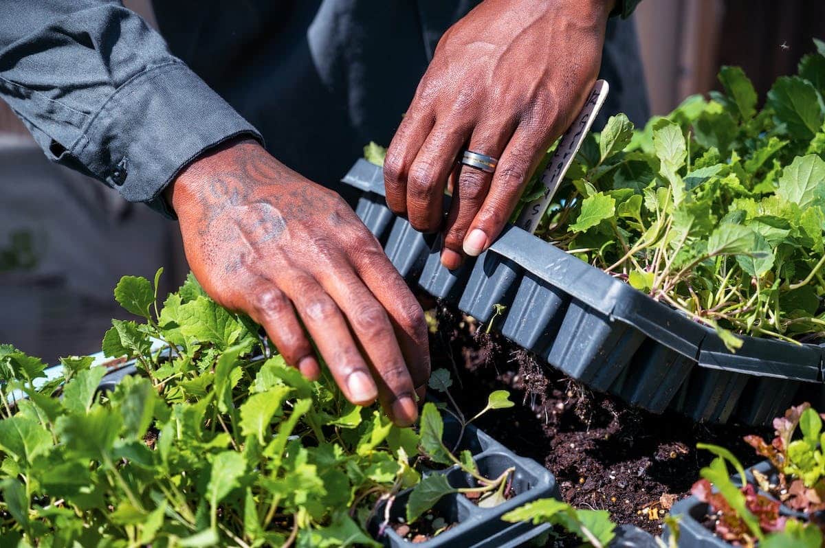 potager méditerranéen