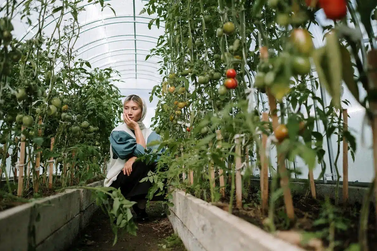 permaculture  potager