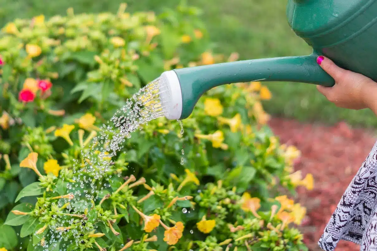 arrosage jardin