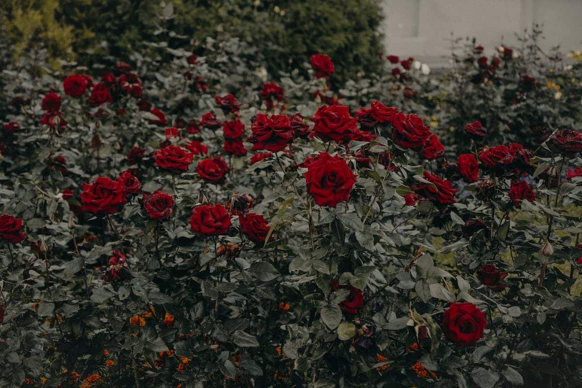 rosiers  jardin