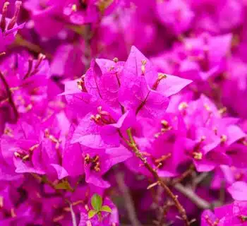 bougainvillier