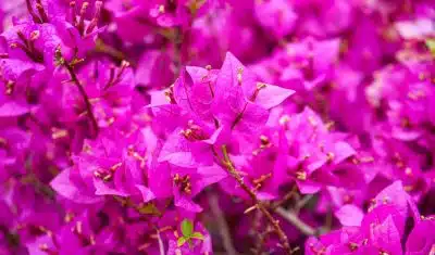 bougainvillier