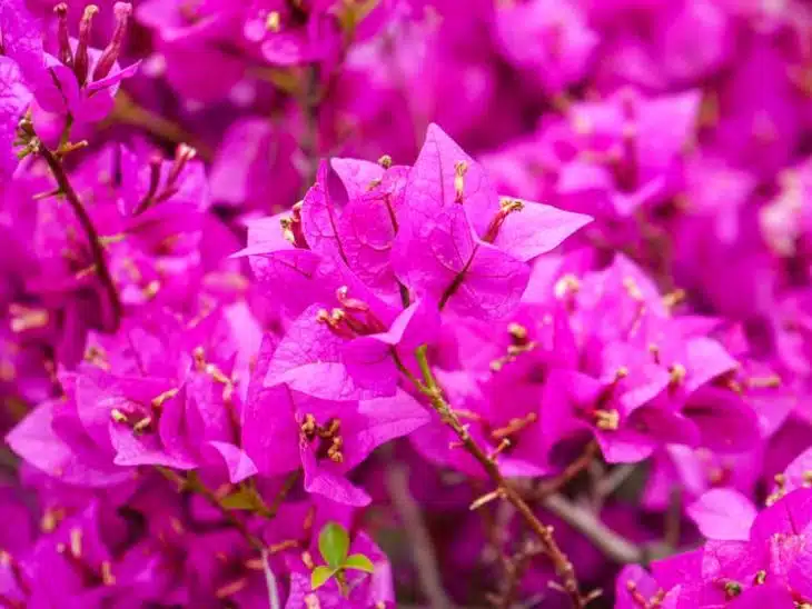 bougainvillier