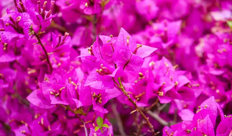 bougainvillier