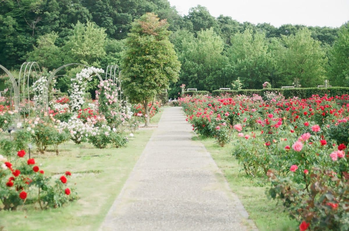 Préparer sa bordure de jardin pour l'été : quelques astuces