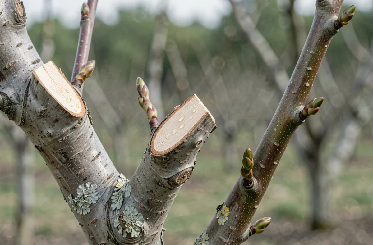 Gros plan sur des coupes nettes réalisées lors de la taille de fructification d'un prunier, avec bourgeons latéraux visibles