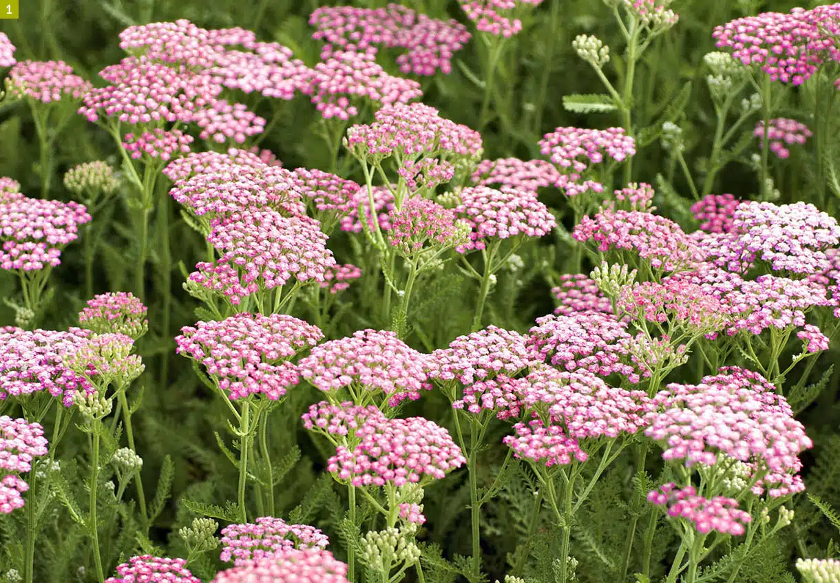 plantes vivaces retombantes