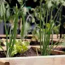 green plant on brown wooden pot