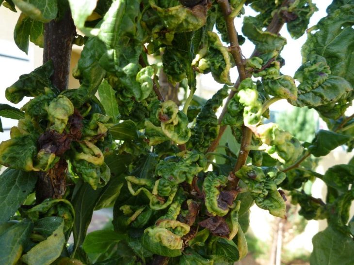 Soigner efficacement un mirabellier malade au jardin — free download