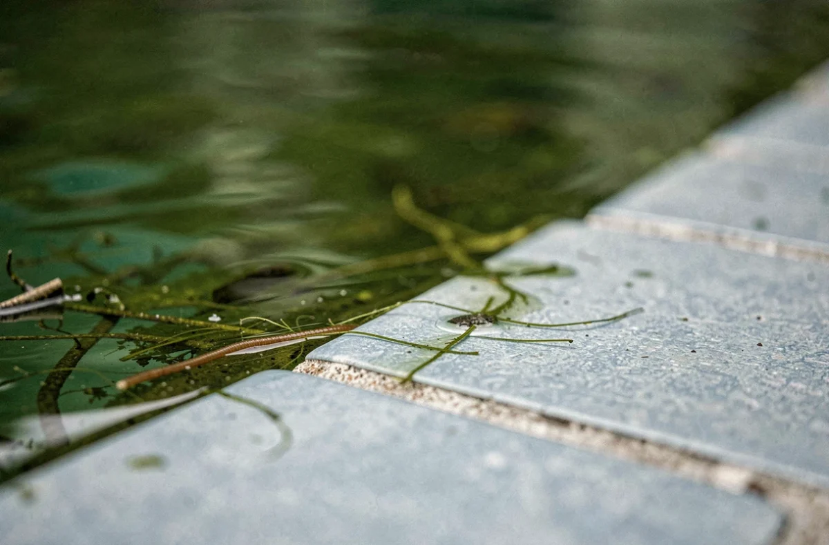 Gros plan sur la surface d'une piscine avec eau verte et débris organiques ressemblant à des vers