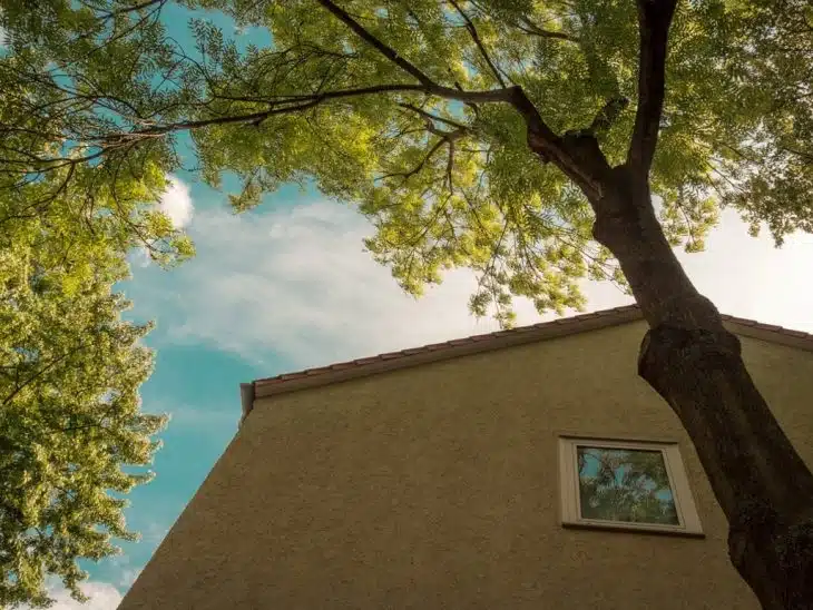 distance entre un arbre et une maison