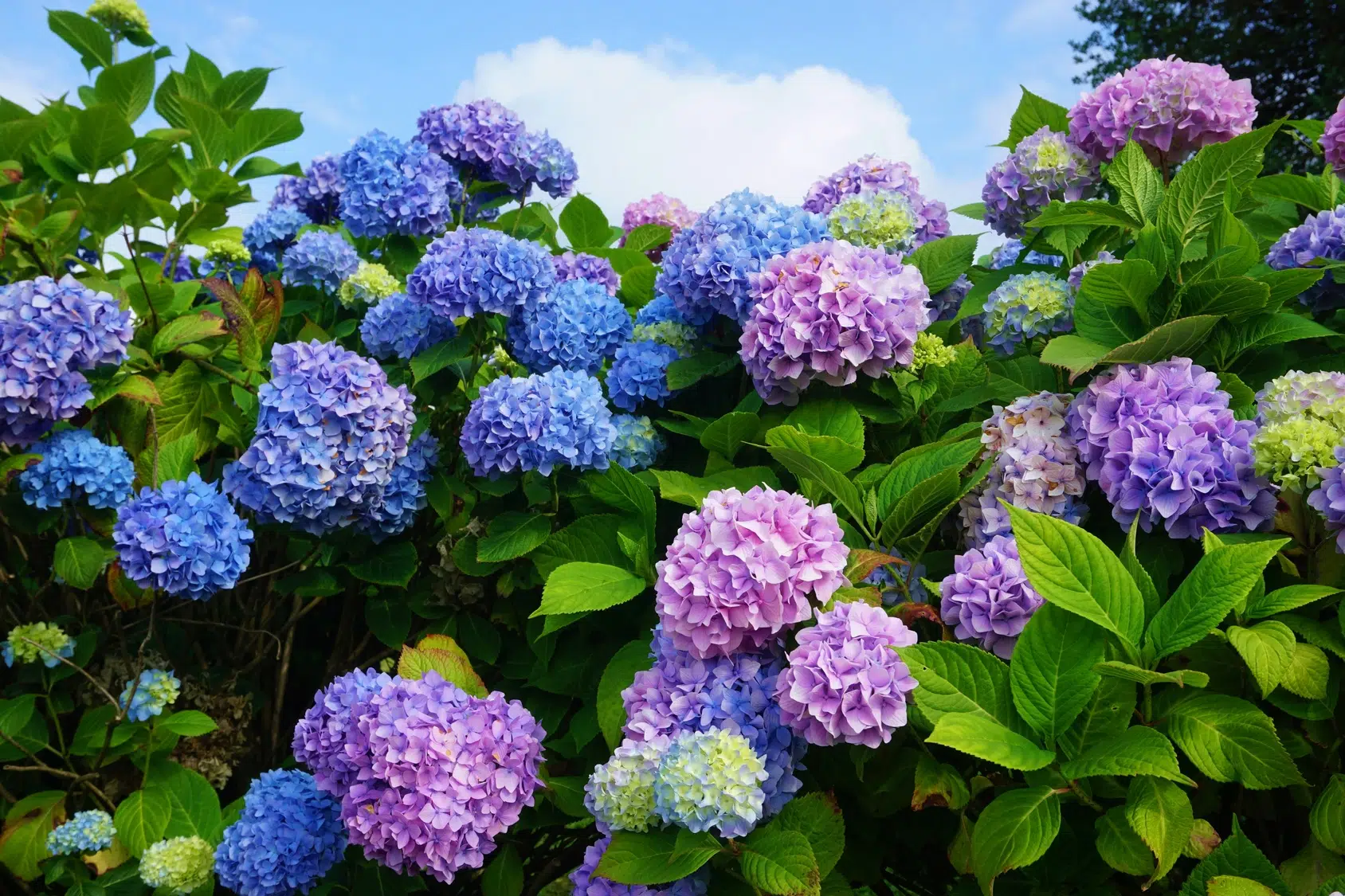 que mettre au pied des hortensias