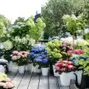 que mettre au pied des hortensias