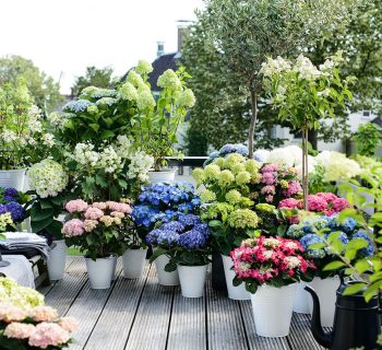 que mettre au pied des hortensias