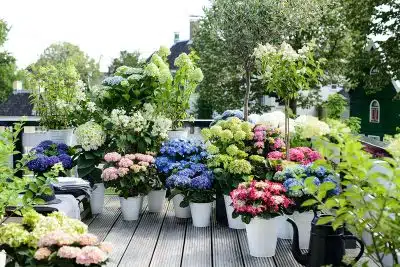 que mettre au pied des hortensias