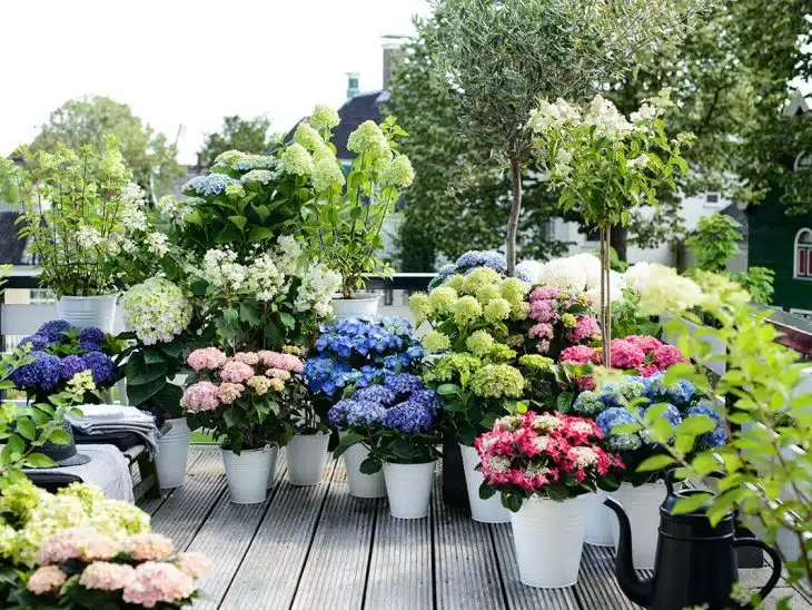 que mettre au pied des hortensias